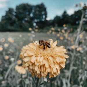 honeybee IPTV -IPTV usa